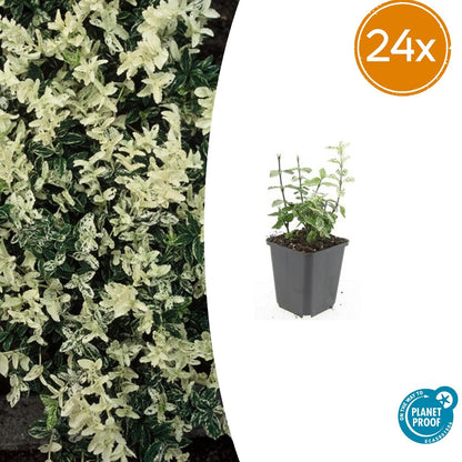 Buitenplant 24x Euonymus fort. 'Harlequin' - Pot Ø 9cm Hoogte ↕ 10-25cm