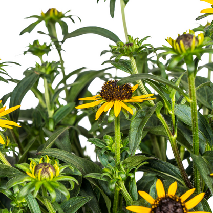 Buitenplant - Rudbeckia Fulgida Little-Goldstar - Bloeiend - Pot Ø 19cm Hoogte ↕ 45-60cm
