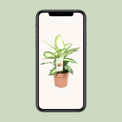 Kamerplant - Dieffenbachia Camilla - Pot Ø 17cm Hoogte ↕ 45cm