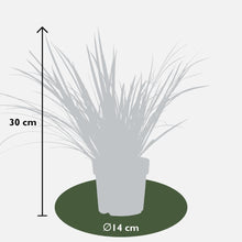 Buitenplant 3x Acorus gramineus 'Argenteostriatus' - Pot Ø 14cm Hoogte ↕ 30cm