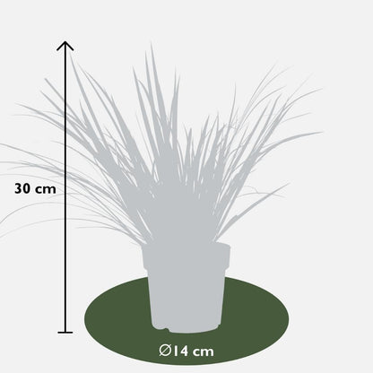 Buitenplant 3x Acorus gramineus 'Argenteostriatus' - Pot Ø 14cm Hoogte ↕ 30cm