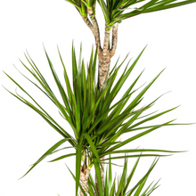 XL kamerplant - Dracaena Marginata Green - Pot Ø 24cm Hoogte ↕ 130-150cm