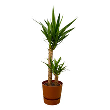 Kamerplant - Yucca - Pot Ø 21cm Hoogte ↕ 100cm