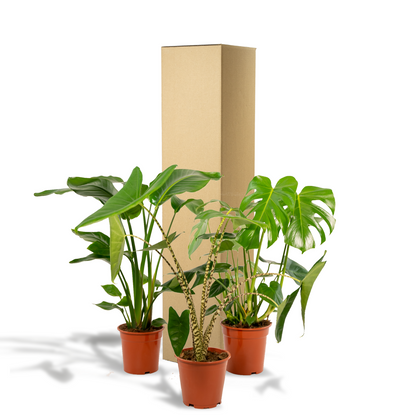 Kamerplant set 3 stuks - Monstera Deliciosa, Alocasia Zebrina & Strelitzia Nicolai
