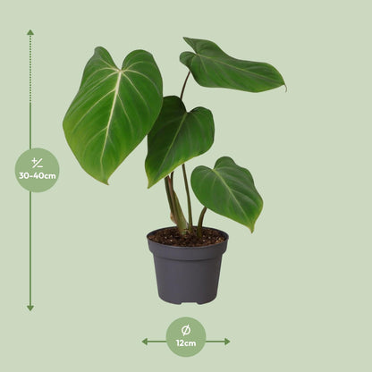 Kamerplant - Philodendron gloriosum - Pot Ø 12cm Hoogte ↕ 35cm