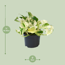 Kamerplant - Epipremnum Happy Leaf (Scindapsus) - Pot Ø 12cm Hoogte ↕ 15cm