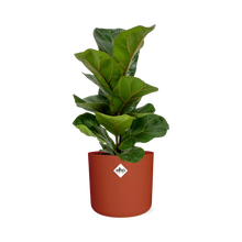 Kamerplant - Ficus Lyrata 'Bambino' - inclusief sierpot - Pot Ø 14cm
