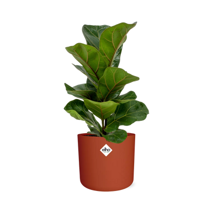 Kamerplant - Ficus Lyrata 'Bambino' - inclusief sierpot - Pot Ø 14cm