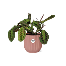 Kamerplant - Maranta Leuconeura 'Fascinator' Tricolor - Pot Ø 14cm