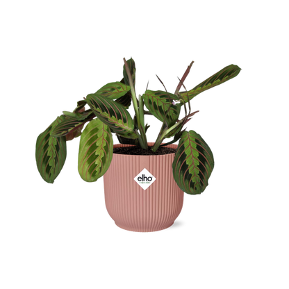 Kamerplant - Maranta Leuconeura 'Fascinator' Tricolor - Pot Ø 14cm
