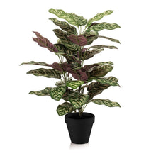 Kunstplant - Calathea in Pot - 65cm