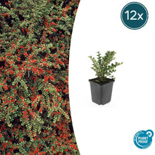 Buitenplant 12x Cotoneaster horizontalis - Pot Ø 9cm Hoogte ↕ 10-25cm