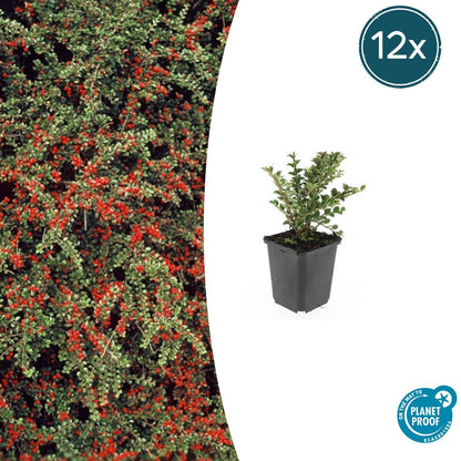 Buitenplant 12x Cotoneaster horizontalis - Pot Ø 9cm Hoogte ↕ 10-25cm