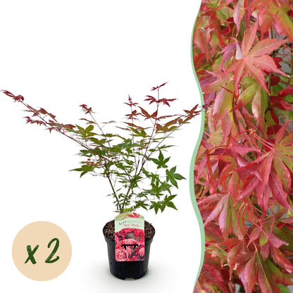 Buitenplant 2x Acer palmatum Beni Maiko - Pot Ø 19cm Hoogte ↕ 70cm