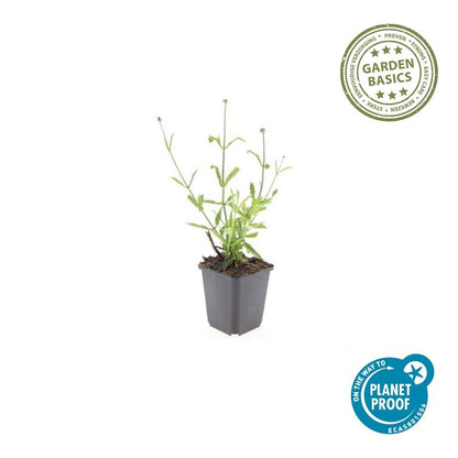 Buitenplant 6x Verbena bon. 'Lollipop' - Bloeiend - Pot Ø 9cm Hoogte ↕ 10-25cm
