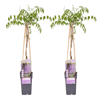 Buitenplant 2x Wisteria floribunda 'Naga Noda' - Bloeiend - Pot Ø 15cm Hoogte ↕ 65cm
