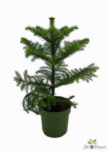 Kamerplant - Araucaria - Pot Ø 14cm Hoogte ↕ 38cm