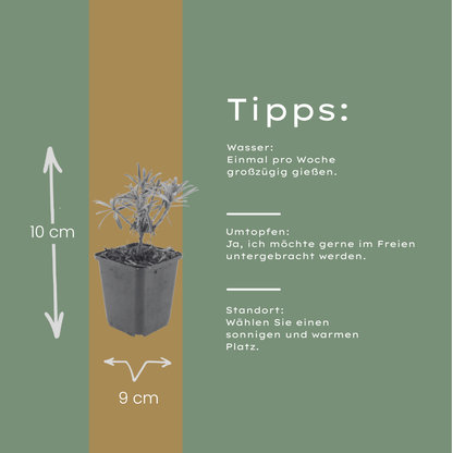 Buitenplant 12x Erysimum 'Bowles' Mauve' - Bloeiend - Pot Ø 9cm Hoogte ↕ 10-25cm
