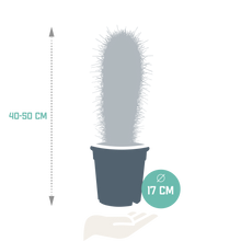 Kamerplant - Pachycereus pringlei - Zonder pot - ↕ 17cm