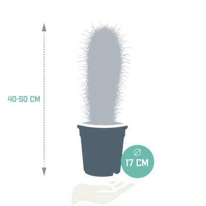 Kamerplant - Pachycereus pringlei - Zonder pot - ↕ 17cm