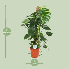 XL plant - Monstera Deliciosa - Pot Ø 24cm Hoogte ↕ 105cm