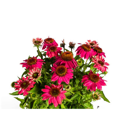 Buitenplant - Echinacea Purpurea Purple - Bloeiend - Pot Ø 19cm Hoogte ↕ 60-70cm