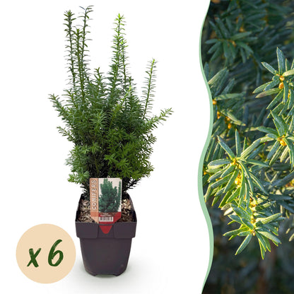 Buitenplant 6x Taxus media 'Hilii' - Haagplant - Pot Ø 17cm Hoogte ↕ 60cm