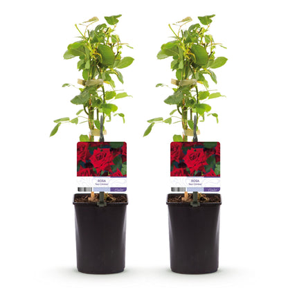 Buitenplant 2x Rosa Red Climber - Klimroos Rood - Pot Ø 11cm Hoogte ↕ 40cm