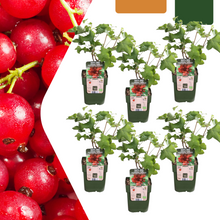 Buitenplant 6x Biologische Kruisbessenplant - Pot Ø 13cm Hoogte ↕ 20cm