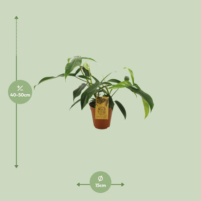 Kamerplant - Philodendron 69686 'Bette Waterbury' - Pot Ø 15cm Hoogte ↕ 50cm