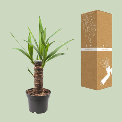 Kamerplant - Yucca Elephantipes - Pot Ø 12cm Hoogte ↕ 30cm