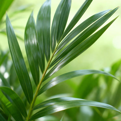 Green boutiQ - Kamerplant - Howea Forsteriana - Kentia Palm - Weinig Onderhoud - Groen - 2 planten - Pot 19cm - Hoogte 80-85cm