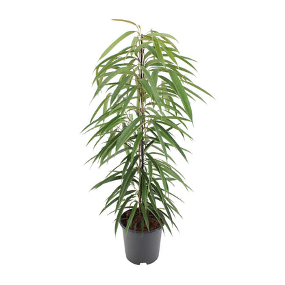 Kamerplant - Ficus Binnendijkii Alii - Pot Ø 21cm Hoogte ↕ 80cm
