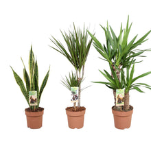 Kamerplant 3x Sterke planten mix - Pot Ø 17cm Hoogte ↕ 50-85cm