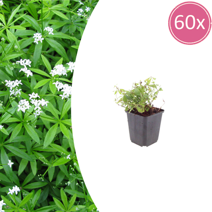 Buitenplant 60x Galium odoratum - Pot Ø 9cm Hoogte ↕ 10-25cm