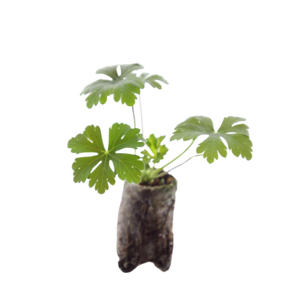 Buitenplant 6x Geranium - Bloeiend - Pot Ø 5cm Hoogte ↕ 10cm
