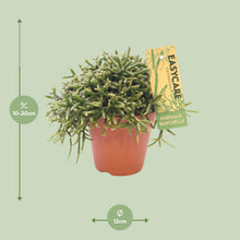Kamerplant - Rhipsalis Burchellii - Pot Ø 12cm Hoogte ↕ 20cm