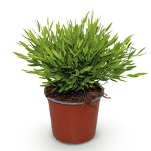 Green boutiQ - Kamerplant - Bamusa Pogonatherum Monica - Bamboegras - Huisdiervriendelijke Plant - Groen - 1 Plant - Pot 12cm - Hoogte 20cm