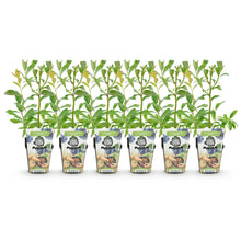 Buitenplant 6x Vaccinium corymbosum 'Bluegold' - Winterhard - Pot Ø 9cm