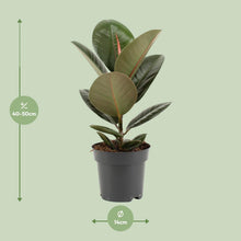 Kamerplant - Ficus Elastica Robusta - Pot Ø 14cm Hoogte ↕ 45cm