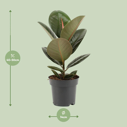 Kamerplant - Ficus Elastica Robusta - Hoogte ↕ 35-95cm