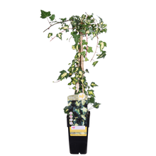 Buitenplant - Hedera colchica 'Dentata Variegata' - Klimplant - Pot Ø 15cm Hoogte ↕ 65cm