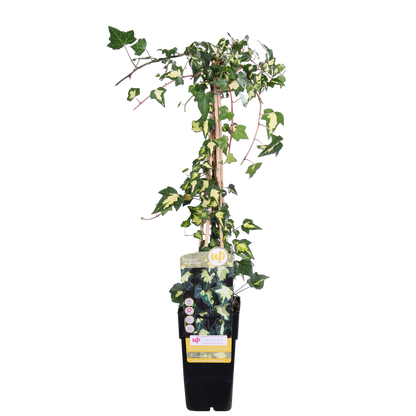 Buitenplant - Hedera colchica 'Dentata Variegata' - Klimplant - Pot Ø 15cm Hoogte ↕ 65cm