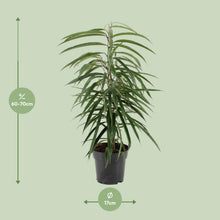 Kamerplant - Ficus Binnendijkii Alii - Pot Ø 17cm Hoogte ↕ 70cm