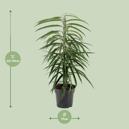 Kamerplant - Ficus Binnendijkii Alii - Pot Ø 17cm Hoogte ↕ 70cm