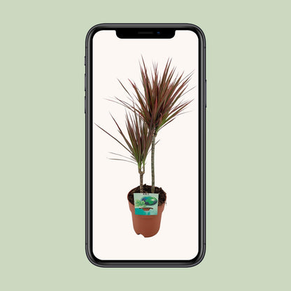 Kamerplant - Dracaena Marginata Bicolor - Pot Ø 19cm Hoogte ↕ 70cm