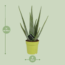 Kamerplant - Aloe Vera - Pot Ø 12cm Hoogte ↕ 45cm