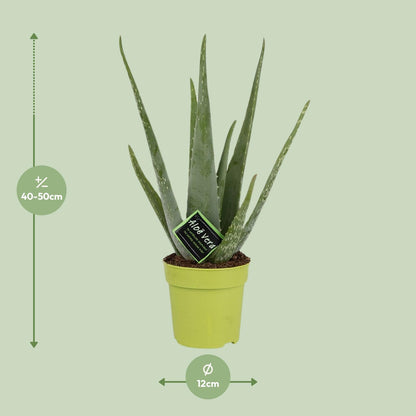 Kamerplant - Aloe Vera - Pot Ø 12cm Hoogte ↕ 45cm