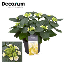 Kamerplant - Hydrangea Teller Benxi Wit - Pot Ø 23cm Hoogte ↕ 45cm