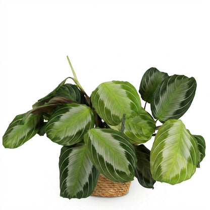 Kamerplant - Maranta Fascinator Silverband - Gebedsplant - Pot Ø 12cm Hoogte ↕ 25cm